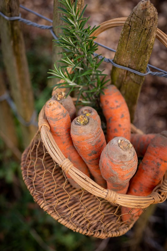 CAROTTES