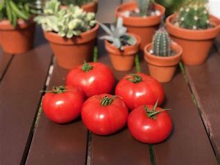 TOMATES ROUGES