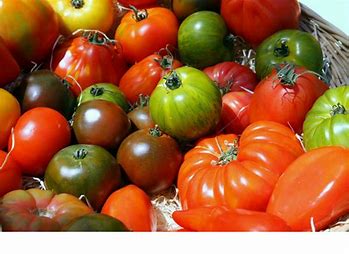 TOMATES ANCIENNES